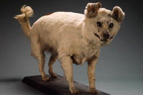 Киви, привет, голубчик!