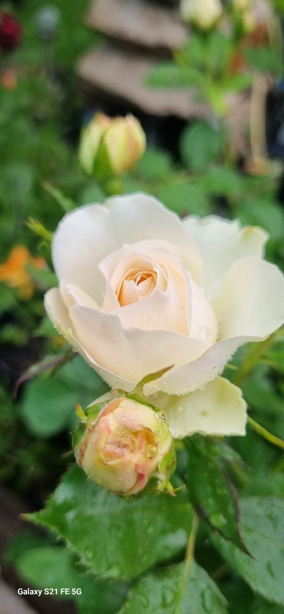 Такая вот розочка распустилась на даче! 