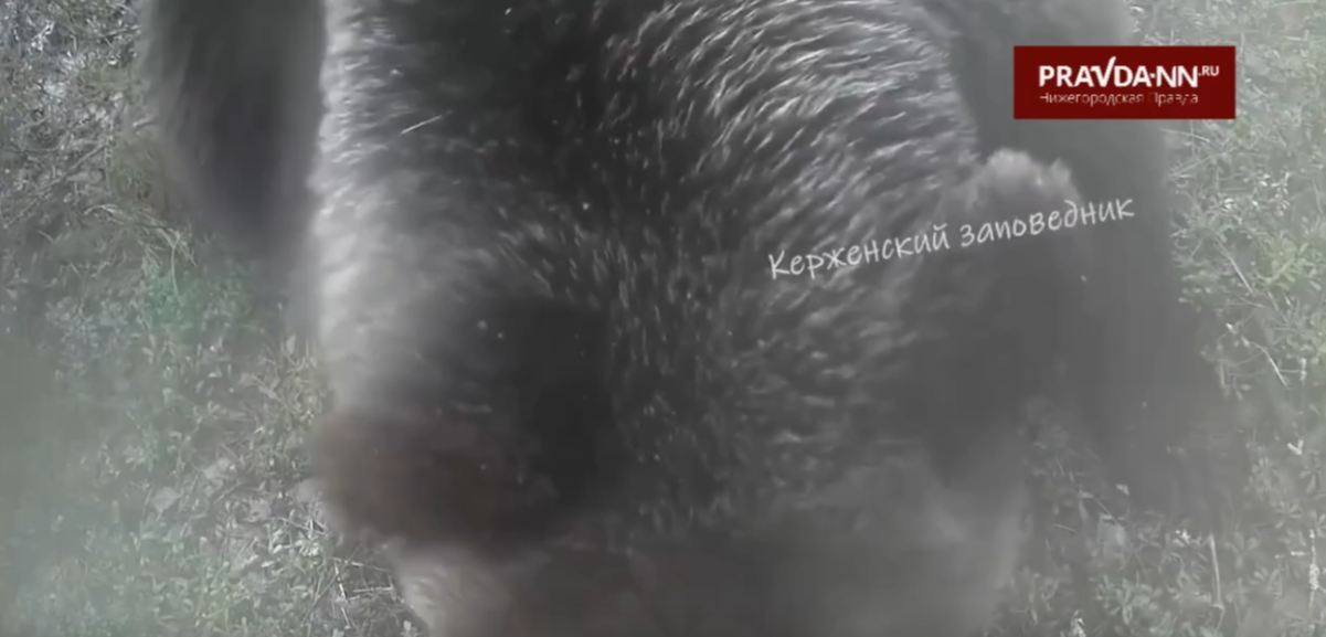    Мишка оторвал провода, погрыз солнечную панель, загнул все крепления и вскрыл камеру