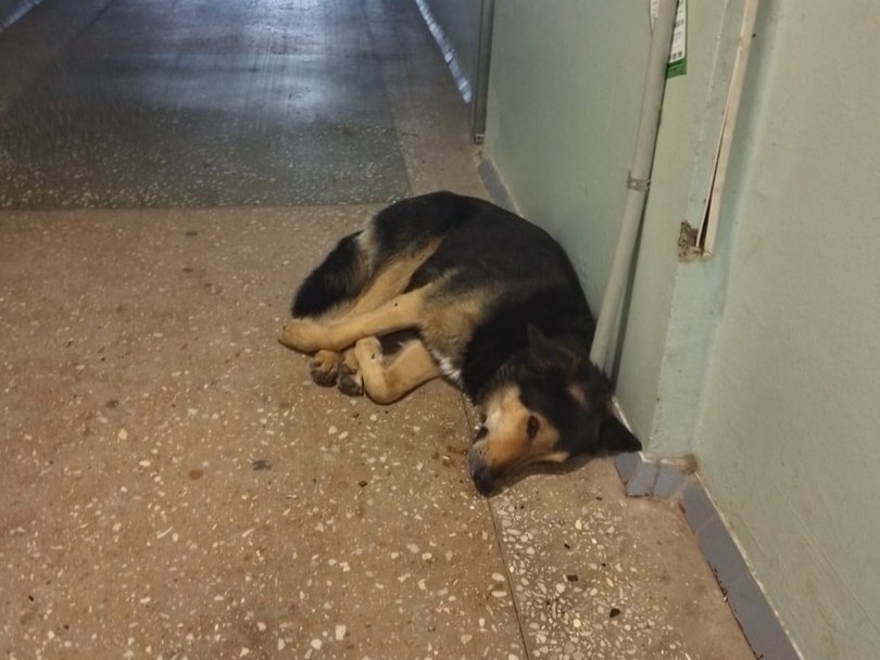 Собака рычит и бросается на всякого, кто пытается пройти мимо