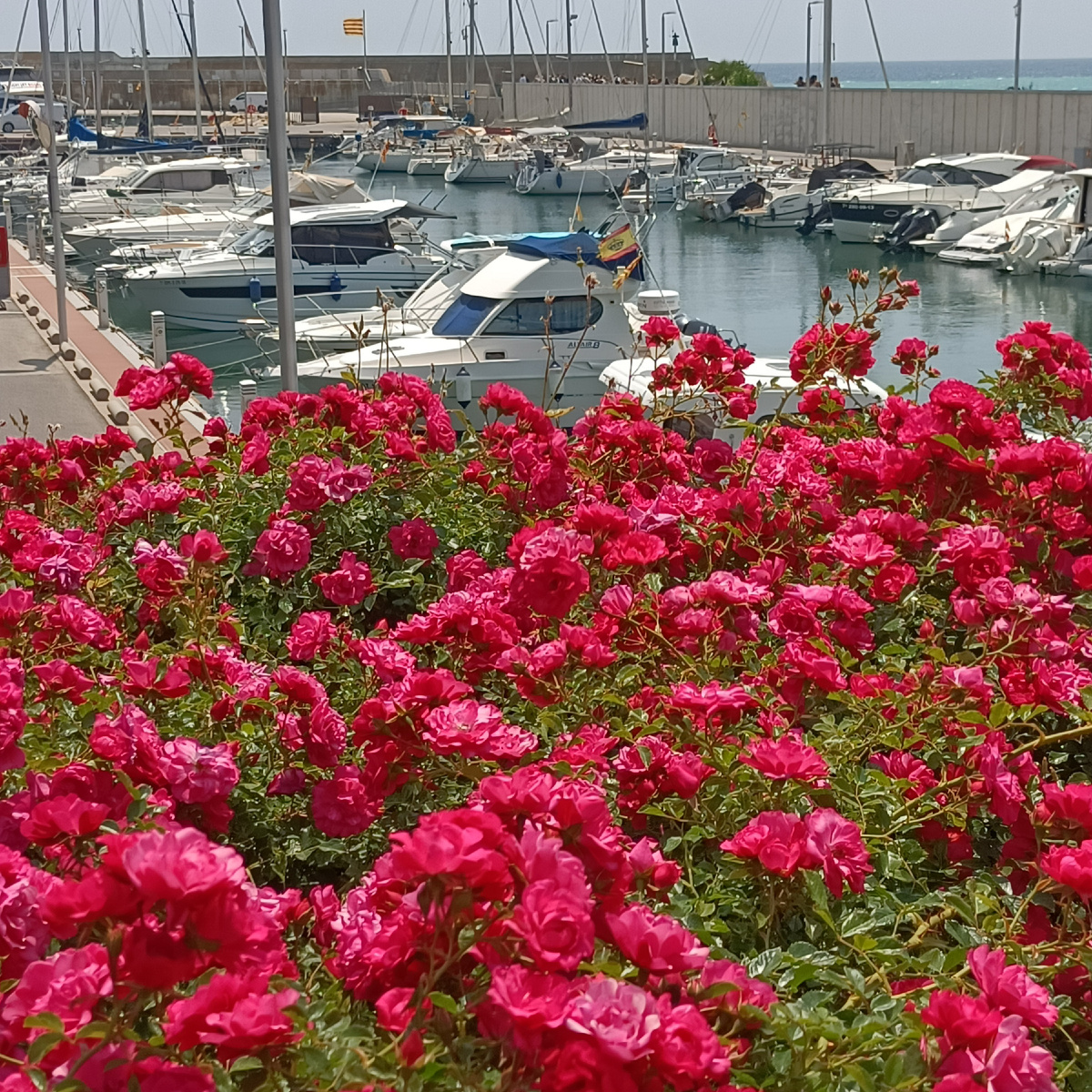 Порт в городе Бланес. Каталония. Испания. Фото автора 