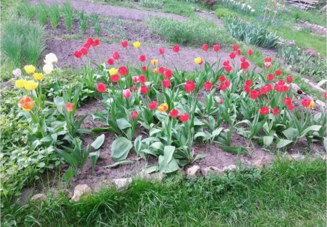 Вот такая красота сейчас цветёт 🌸