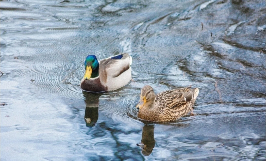 До чего красивы... 🦆