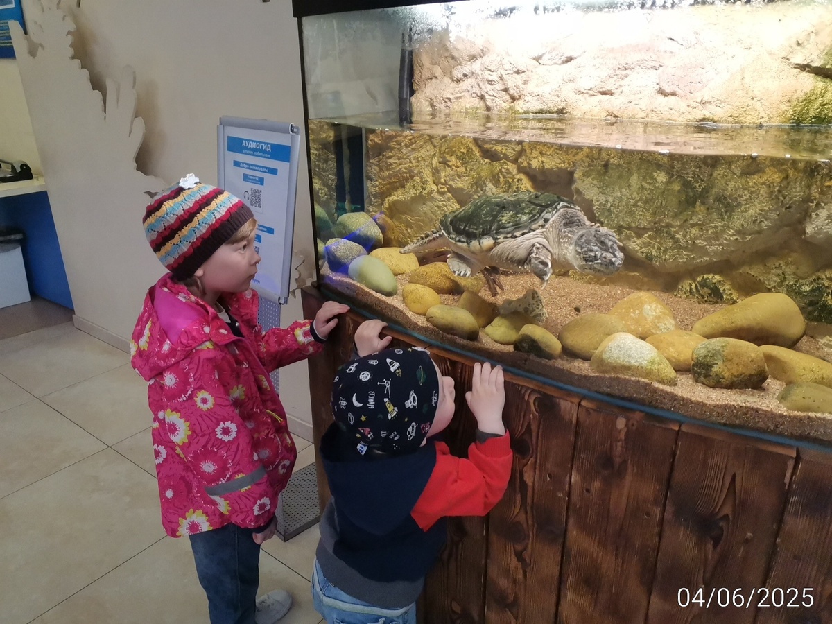 Черепаха на входе 