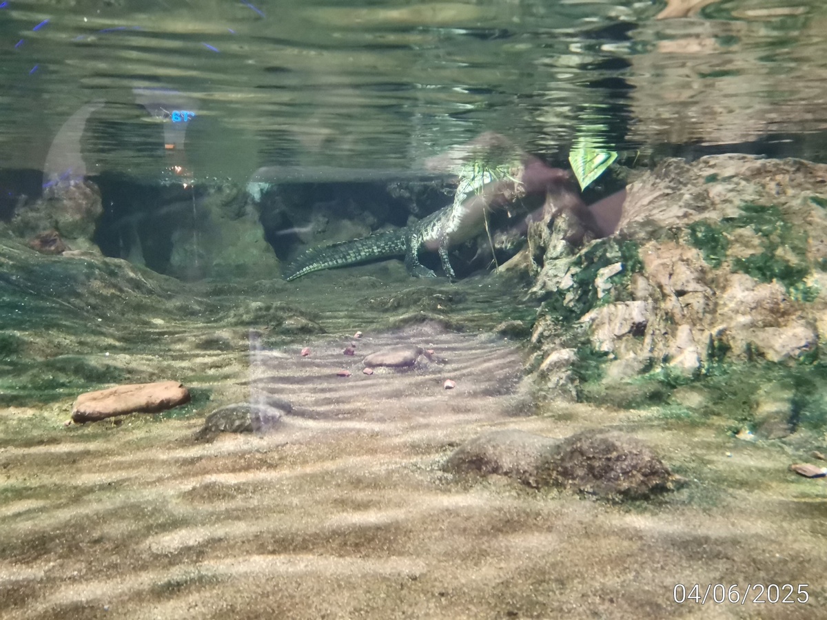 На входе крокодил, которого только под водой можно увидеть. Сверху незаметен. 😃