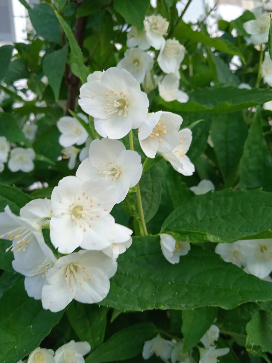 Цветёт чубушник, или жасмин