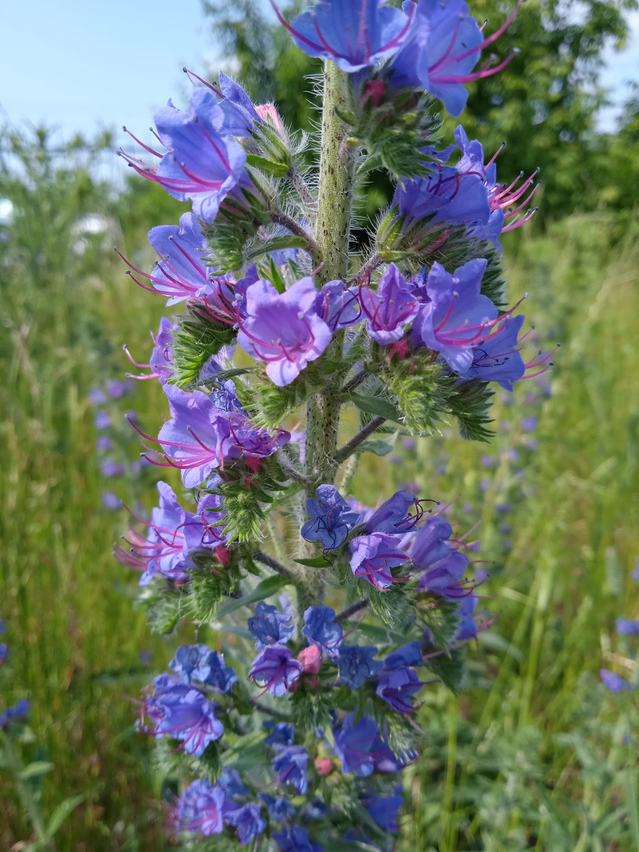 Полевые цветы