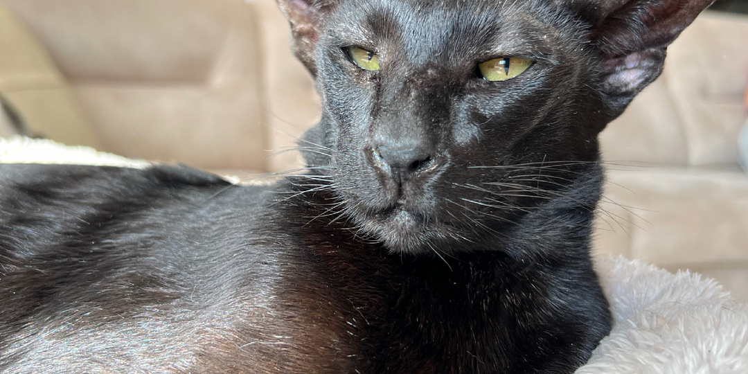 Почему кошки гадят на кровать и как с этим бороться: Полное руководство для владельцев