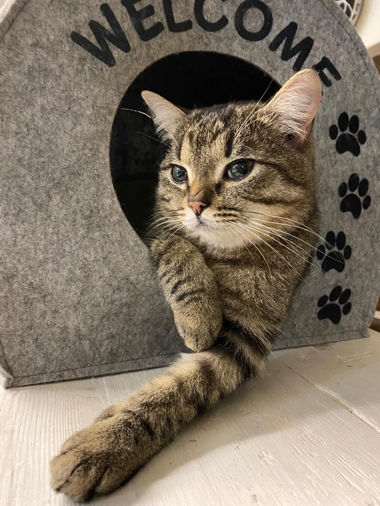    Трагически погиб кот Гоша, живший в мастерской ПетрозаводскаИнга Стрижаченко / паблик Гончарной мастерской "Улитка"