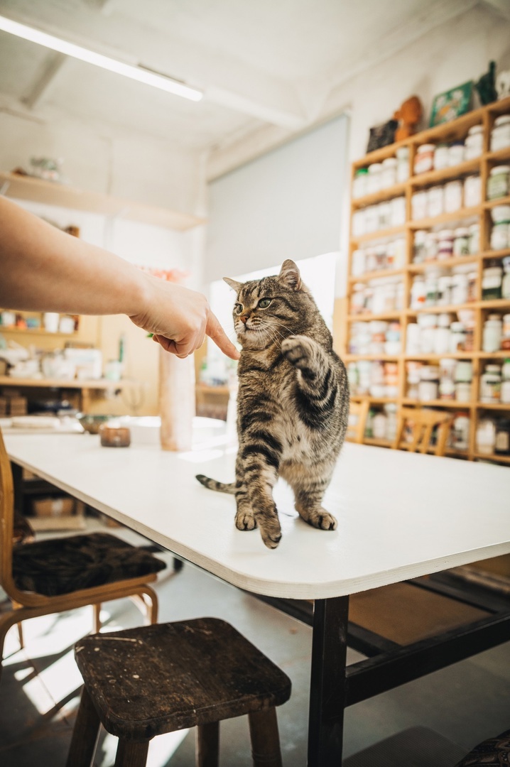   Трагически погиб кот Гоша, живший в мастерской ПетрозаводскаИнга Стрижаченко / паблик Гончарной мастерской "Улитка"
