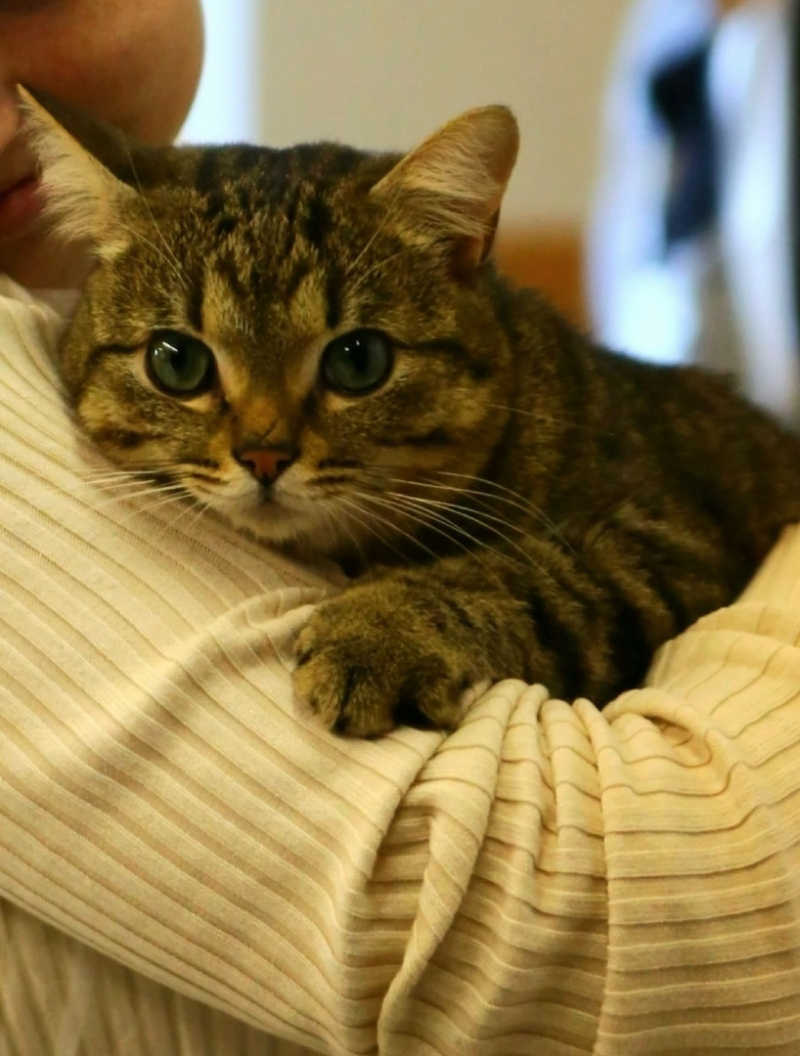    Трагически погиб кот Гоша, живший в мастерской ПетрозаводскаИнга Стрижаченко / паблик Гончарной мастерской "Улитка"