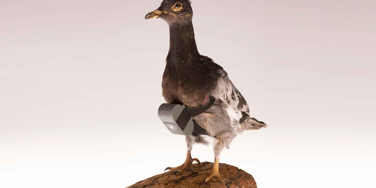 Голубь с миниатюрной камерой