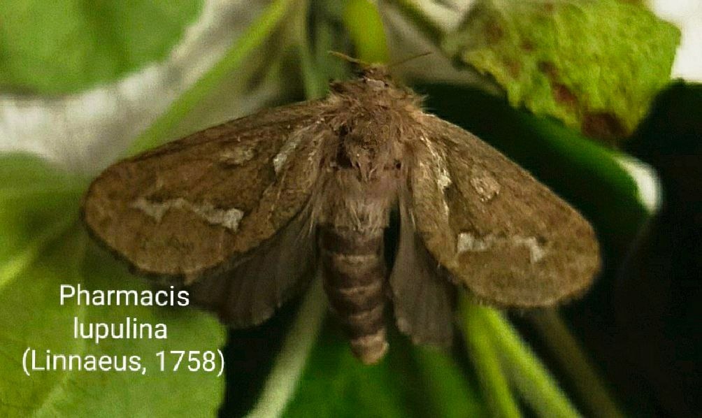    В заповеднике обнаружили два новых вида бабочек - совку большую южную и тонкопряда волчьего