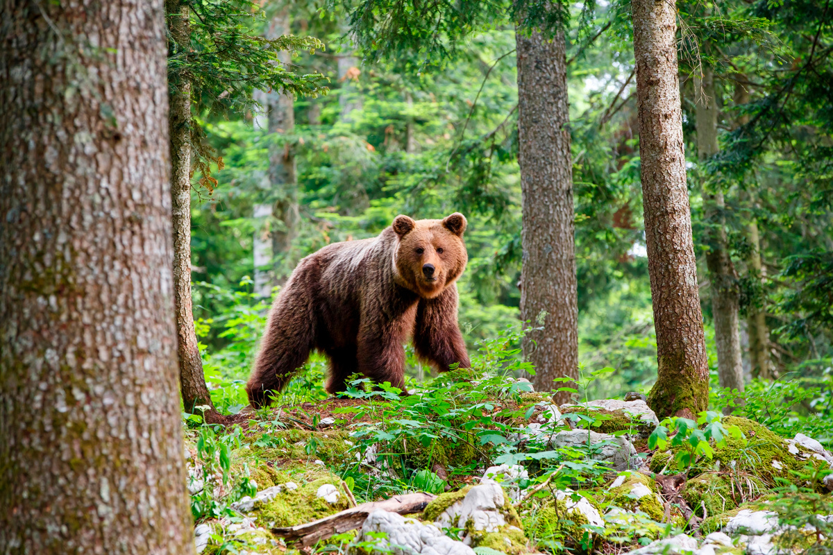    Фото: Henk Bogaard / Shutterstock.com