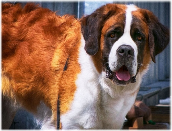 Сторожевая собака