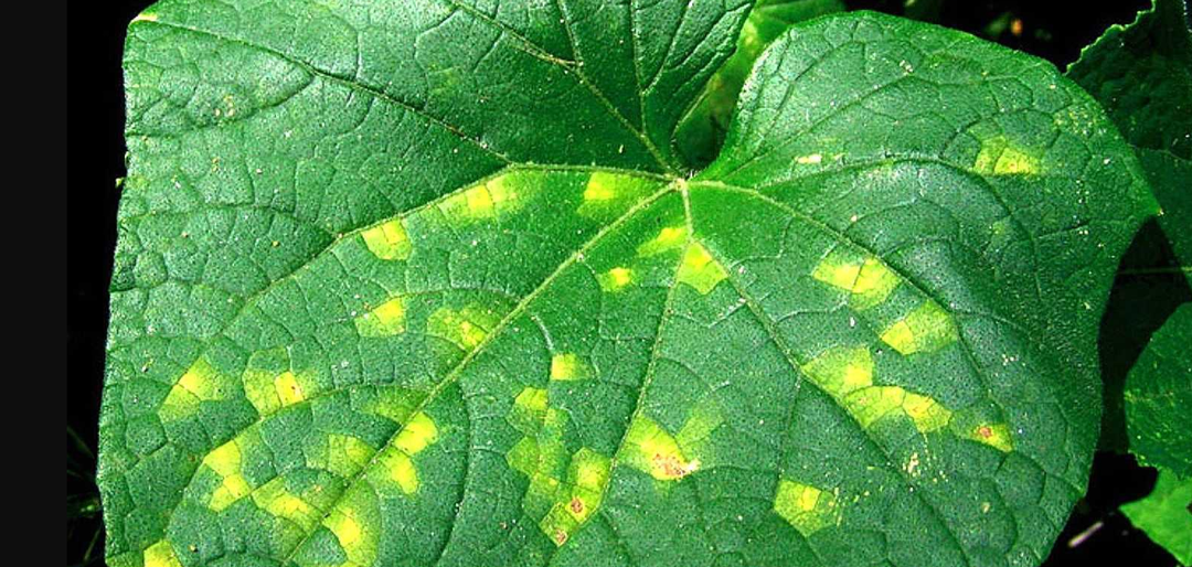Пероноспороз у огурцов: как спасти урожай за 72 часа — полное руководство от диагностики до профилактики