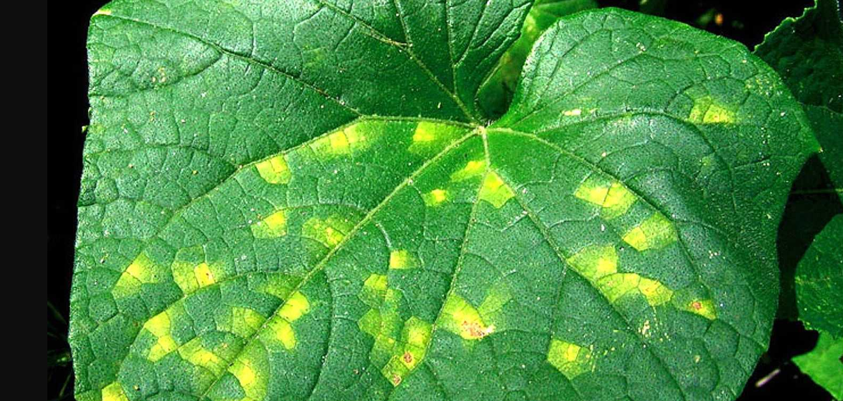 Пероноспороз (ложная мучнистая роса) Первая стадия: Мелкие пятнышки