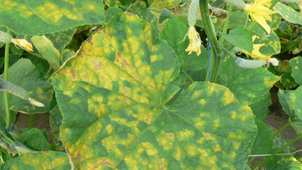 Вторая стадия: Пятна сливаются