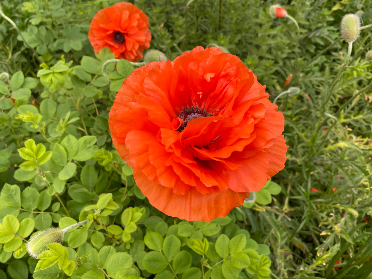 Мак декоративный. 