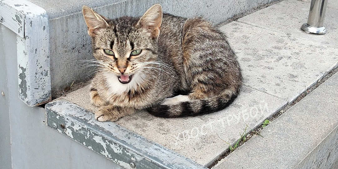 Кошечка звала на помощь на ступеньках магазина, но все проходили мимо.