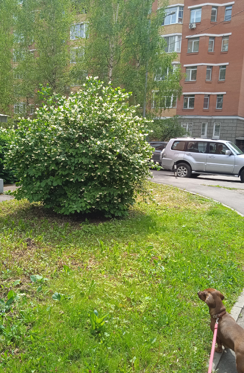 балдеем от аромата жасмина