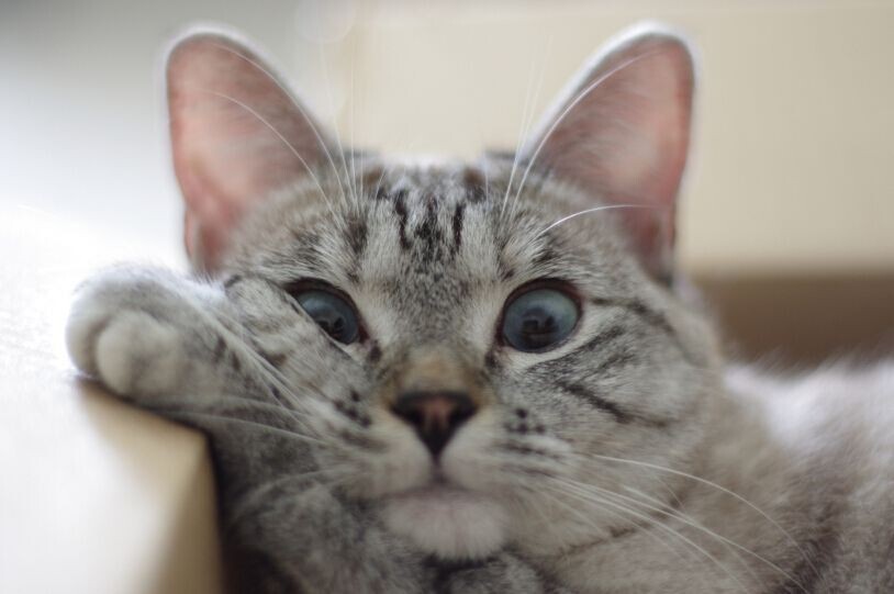 источник Яндекс-картинки