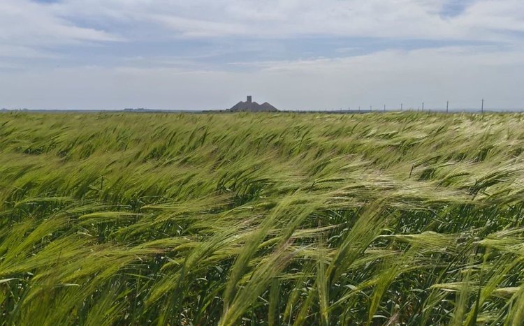    Возвратные заморозки помогли аграриям Донбасса против лугового мотылька