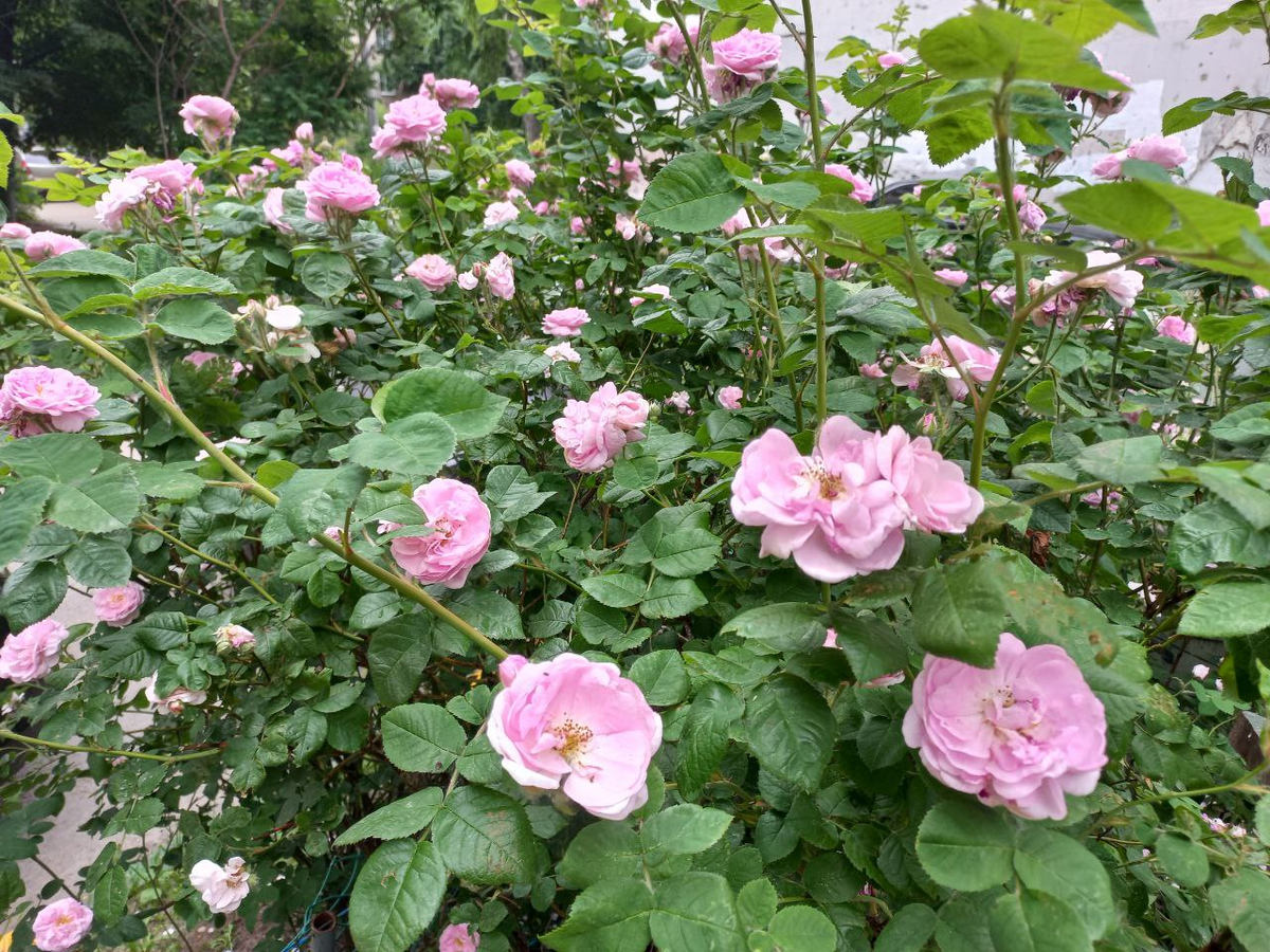 Фото автора.