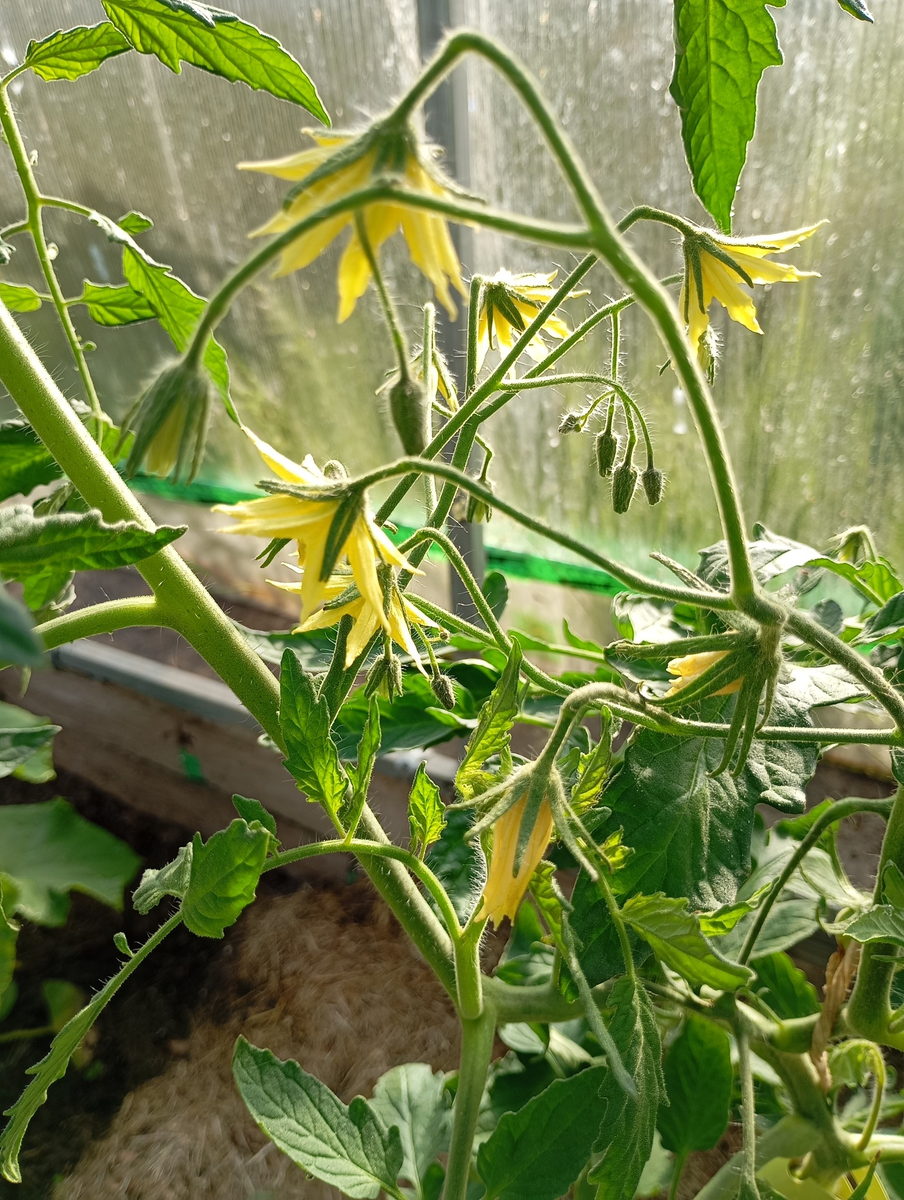 Много цветков образовало завязи - больше урожай. И хотя мы иногда прибегаем к удалению излишних завязей для крупности плодов, пусть все же образуется завязей как можно больше, а лишнее мы удалим вручную.