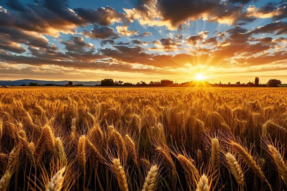 Золотистые поля пшеницы и созревающие на солнце ягоды и фрукты создавали особую атмосферу, навевающую ассоциации с янтарем.
Фото: Нейросети shedevrum.ai