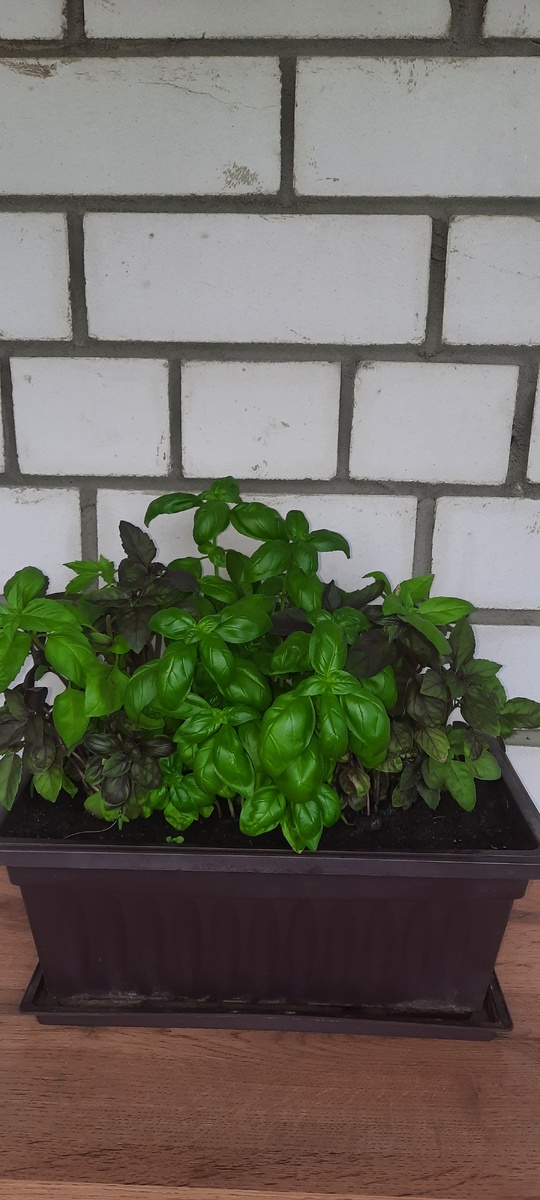 Базилик на балконе 🌱