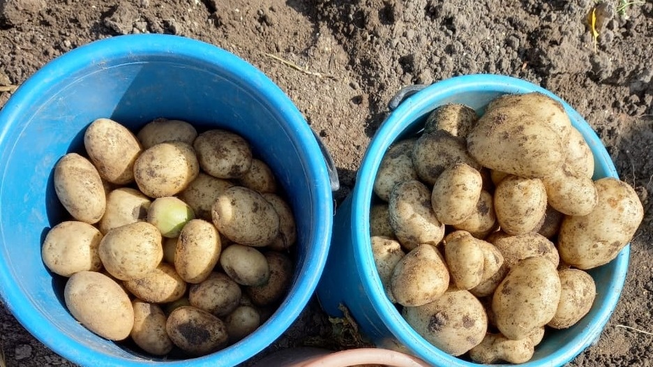 Результат правильного окучивания картофеля