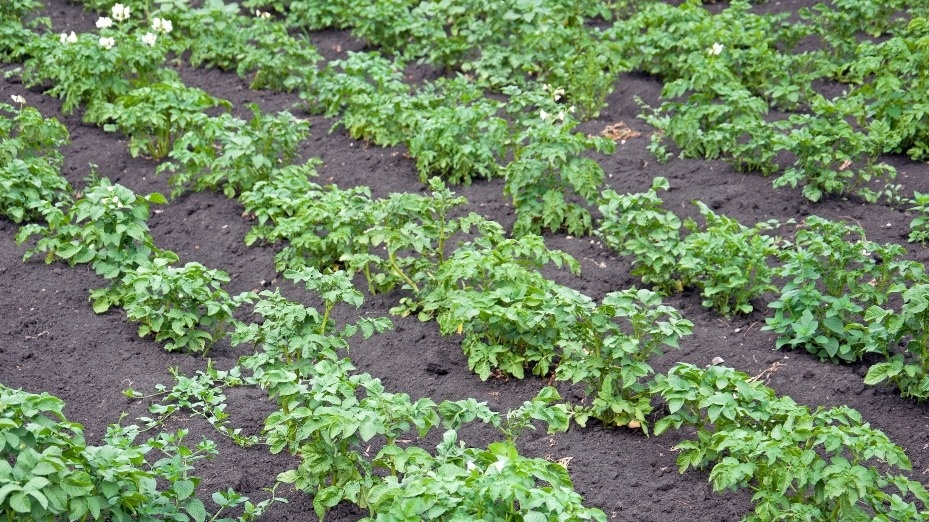  Подготовка эксперимента - четыре одинаковые грядки для честного сравнения методов