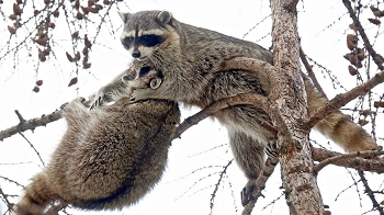 Из цитируемого источника