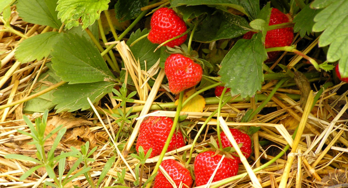 клубника