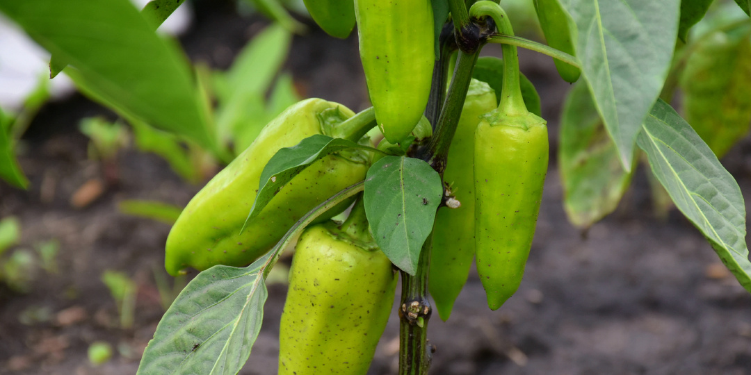"Первая подкормка Перцев после высадки в грунт": перцы быстрее растут, цветут и плодоносят