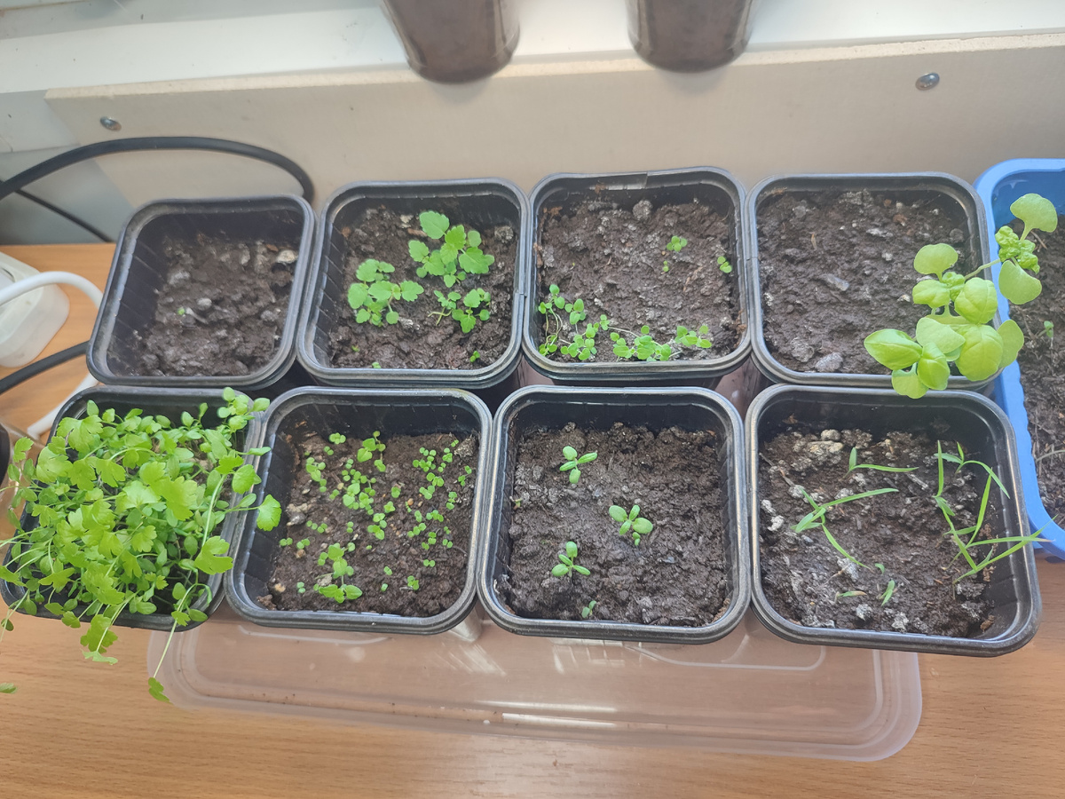 Набор семян Пряные травы для дома 8 сортов