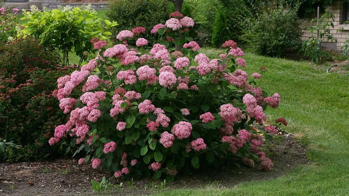 Руби Аннабель и Дабл Аннабель