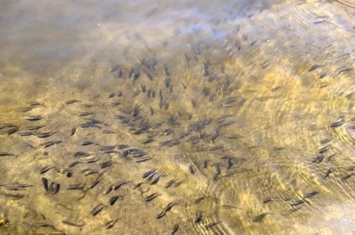    В Каспийское море выпустят 4 млн мальков для восстановления рыбных ресурсов