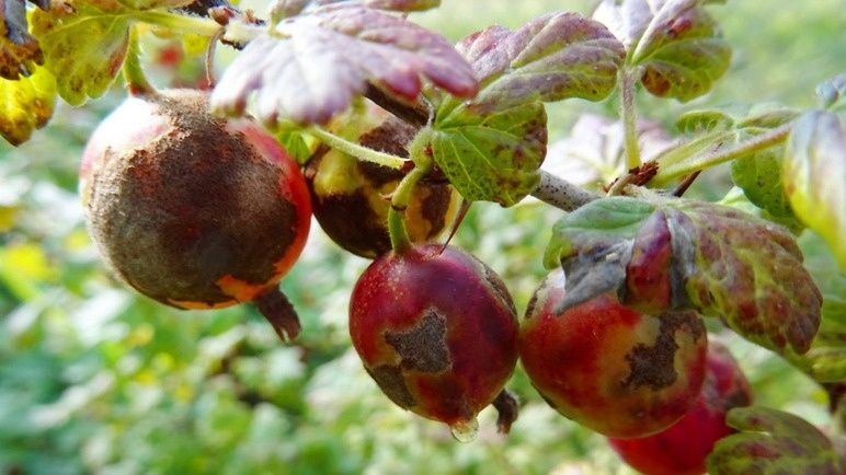 Вот так выглядел мой крыжовник каждый июнь - белый налет американской мучнистой росы уничтожал урожай