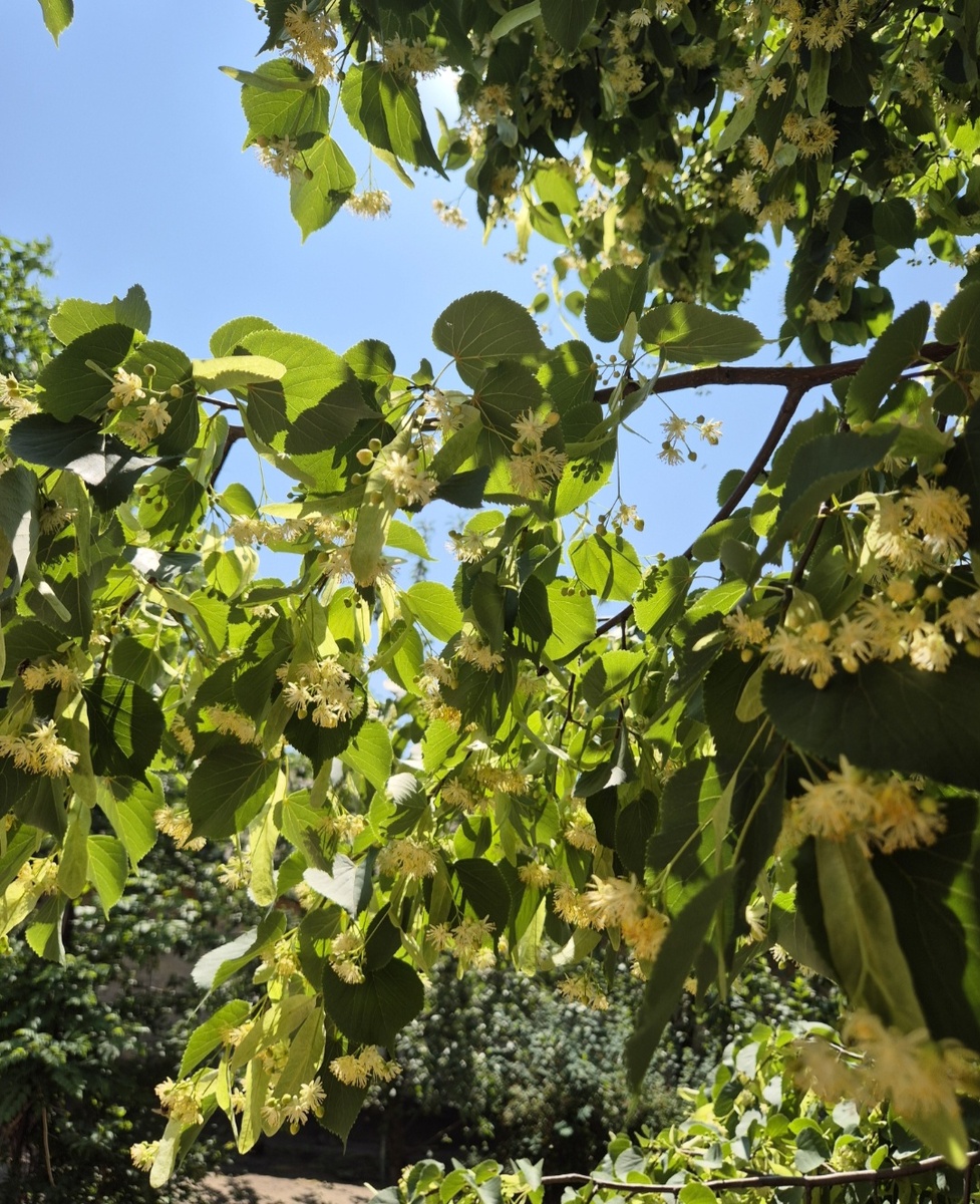 Цветёт липа. Фото автора.