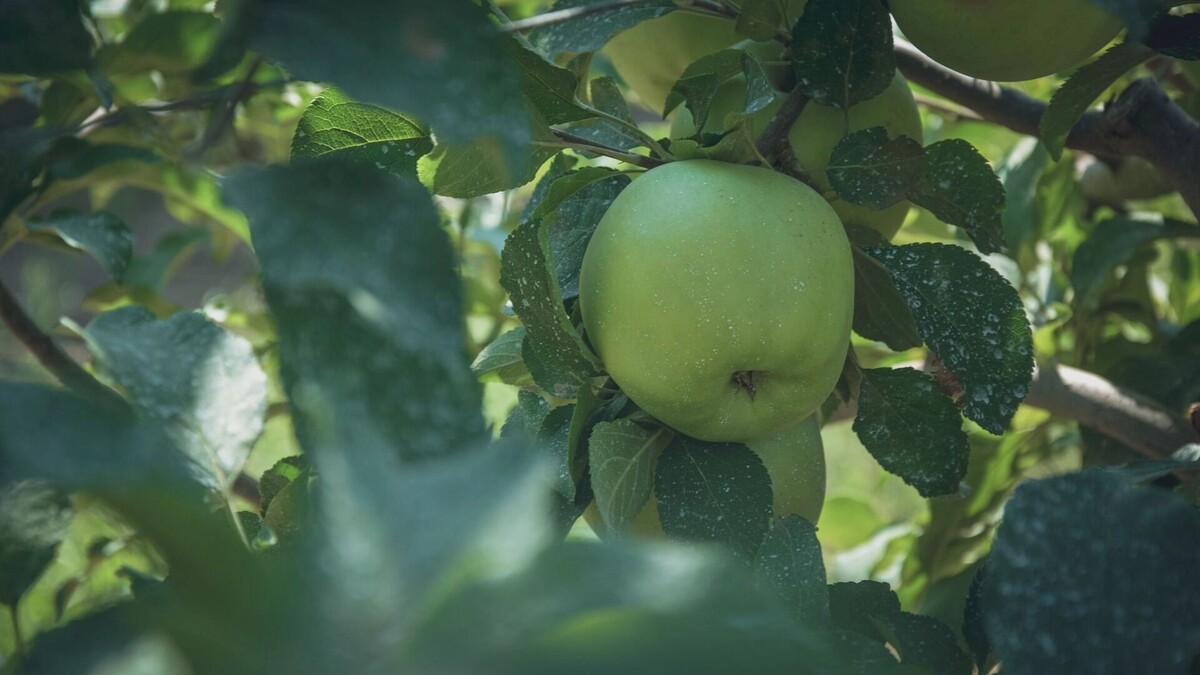     Источник: 1MI