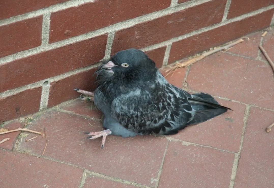 Фух ! Обожрался!!!