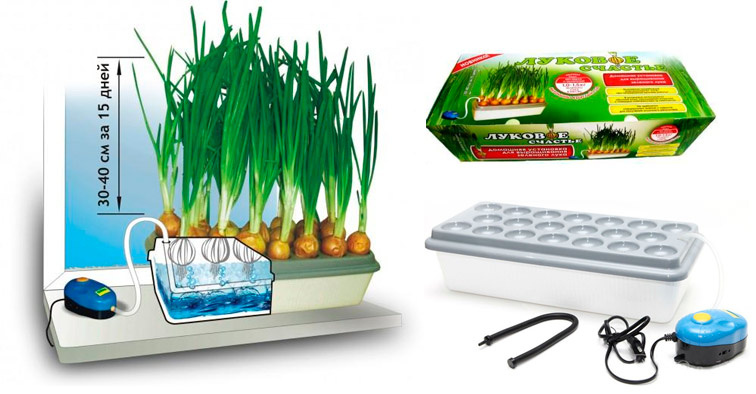 Гидропонный способ выращивания лука