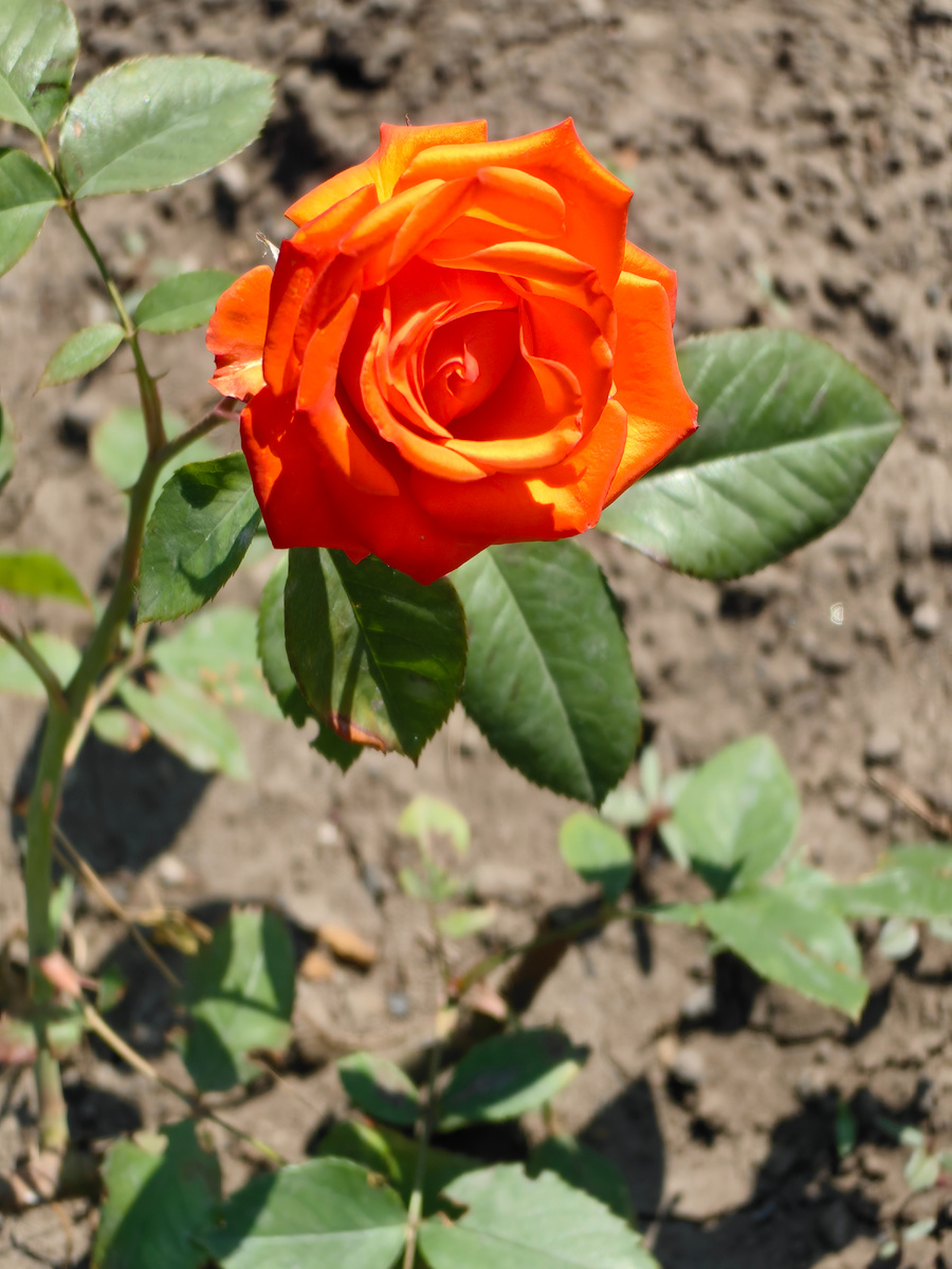 Не знаю сорт, но красиво!