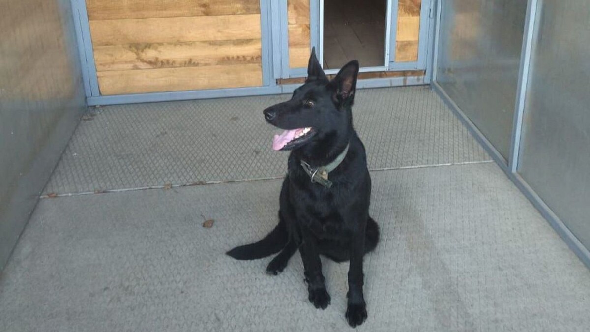    Фото: t.me/mbydog