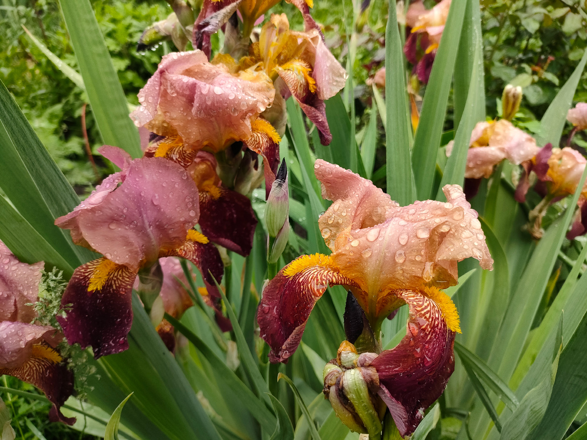 Красноватые ирисы