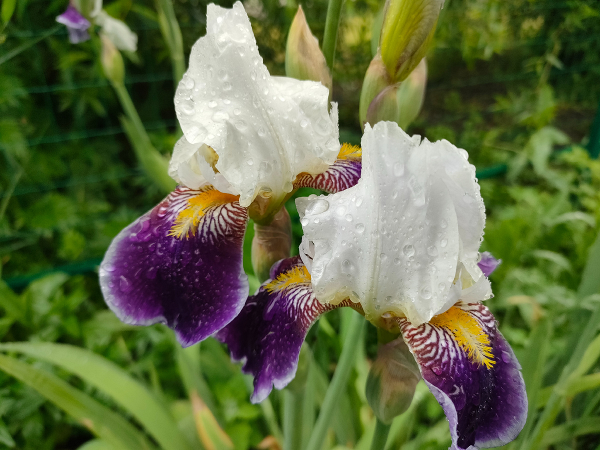 Ирисы бело-фиолетовые
