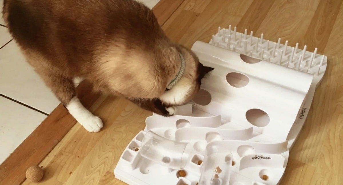 Пищевой лабиринт