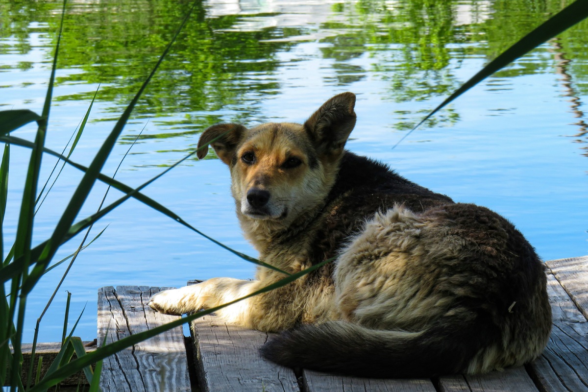     Что делать, если собака перегрелась на солнце и как этого избежать: важная информация для ответственных хозяев
